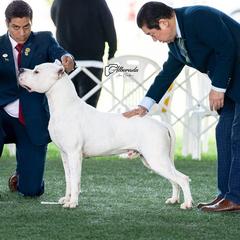 Alfio - Dogo Argentino
