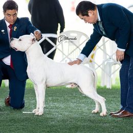 Alfio - Dogo Argentino