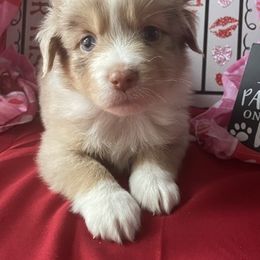Miniature Australian Shepherd and Toy Australian Shepherd Puppies from Autumn & Colt’s Aussies