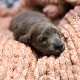 Zion - Cream male Dachshund puppy in Eaton, Ohio from Miniature Alphas Dachshunds