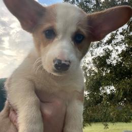 Ronald - Red male Pembroke Welsh Corgi puppy in Apison, Tennessee from Ashmore Corgis