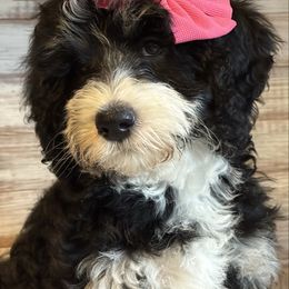 Primrose - Tri-color female Bernedoodle puppy in Peterstown, West Virginia from To Love A Doodle