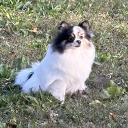 Honey Bun - Pomeranian