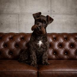Sienna - Miniature Schnauzer