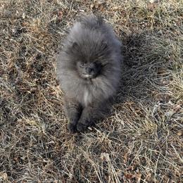 Royal - Blue male Pomeranian puppy in Westminster, Colorado from VanityPom’s
