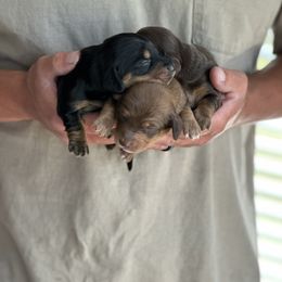 Dachshund Puppies from Mini Mighty Doxies