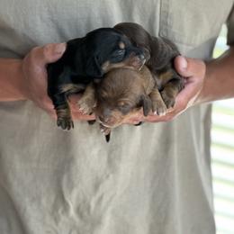 Dachshund Puppies from Mini Mighty Doxies