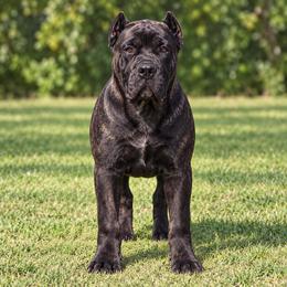 Green Collar Boy - AKC and ICCF - Brea x Chief 2026 A Litter - Black brindle male Cane Corso puppy in Gorman, Texas from McOmber Country Kennels