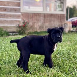 Cane Corso Puppies from Clarkrange Corsos