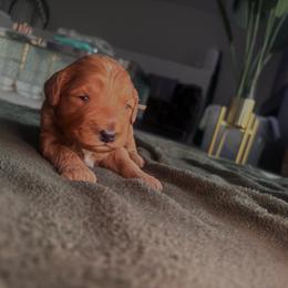 Blue collar male - Red  male Goldendoodle puppy in Fort Myers, Florida from Gandystailsofjoy