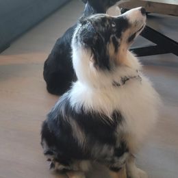 Australian Shepherd Puppies from Cali's Australian Shepherds