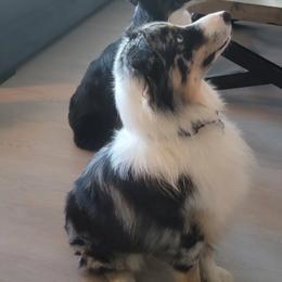 Australian Shepherd Puppies from Cali's Australian Shepherds