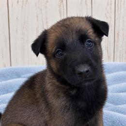 Sable Girl - Fawn sable female Belgian Malinois puppy in Columbia, South Carolina from Kaizen Ruach Malinois