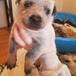 Australian Cattle Dog Puppies from LoveAHeeler