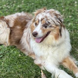 Sadie - Australian Shepherd