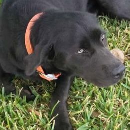 BIRDIE - Dilute Retriever