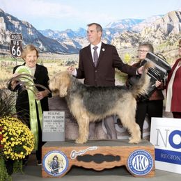 Otterhound All Grown Up from Con Cara Kennels