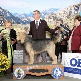Otterhound All Grown Up from Con Cara Kennels