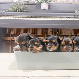 Yorkshire Terrier Puppies from Elaine’s Pup Co.