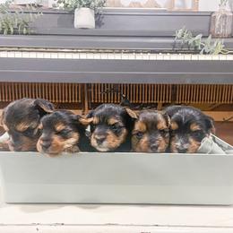 Yorkshire Terrier Puppies from Elaine’s Pup Co.