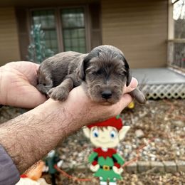 Merle - Merle male Bernedoodle puppy in Holt, Missouri from Mindys Doodles