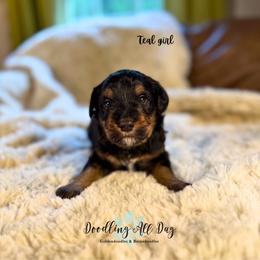 Teal girl - Phantom female Bernedoodle puppy in Valdese, North Carolina from Doodling All Day Goldendoodles