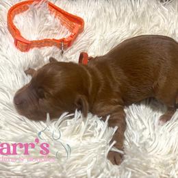 Orange collar - Red  male Goldendoodle puppy in Ohio from Farr’s Goldens and Doodles