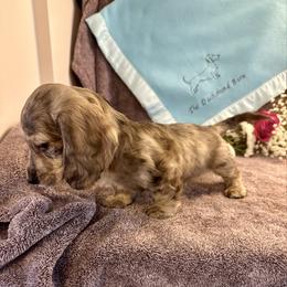 Quicksilver - Dapple male Dachshund puppy in Hensley, Arkansas from The Dachshund Barn