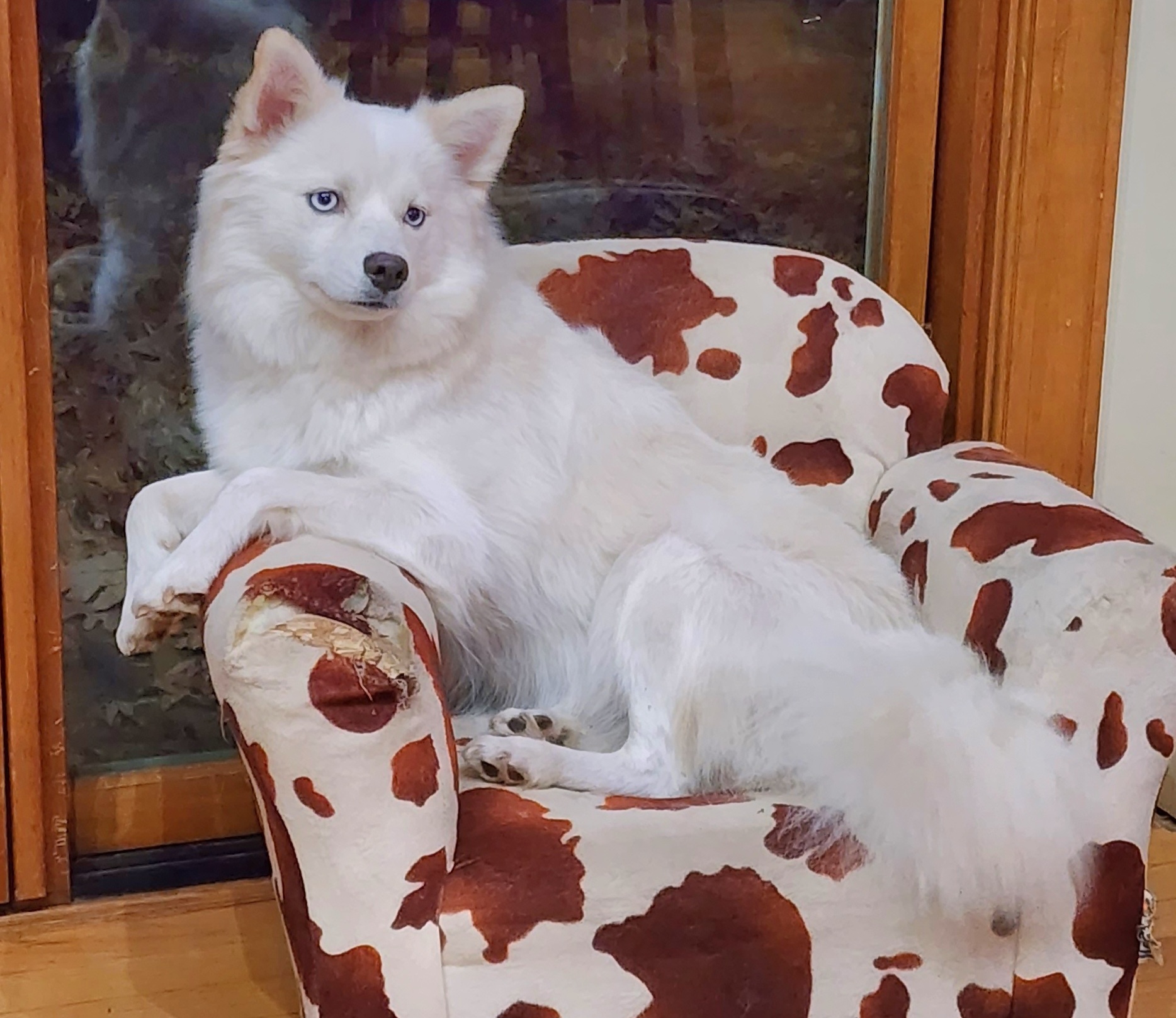 Companion Cross Puppies from Limited Edition Pomskies