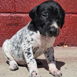 Boy 3 - Black roan male German Shorthaired Pointer puppy in China Township, Michigan from Snell's Superior Kennel Dobermann & GSP