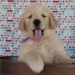 Golden Retriever Puppies from Little Bitta Luck Farms