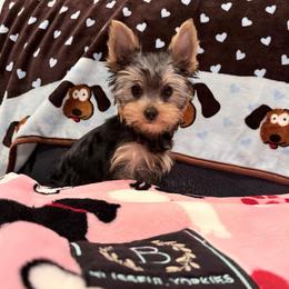 Ivory - Blue and gold female Yorkshire Terrier puppy in Hot Springs, Arkansas from Blissful_Yorkies