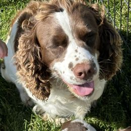 English Springer Spaniels from Osborne Rocky Ridge Farms