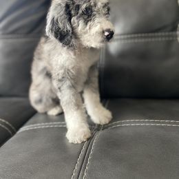 Aussiedoodle and Goldendoodle Puppies from Cuddly Doodles