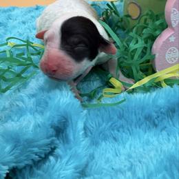 Suzie - Black and white female Sheepadoodle puppy in Willacoochee, Georgia from Kitandkboodle's Doodles