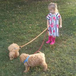 Assorted Doodle Crosses Puppies from Southern Star Goldendoodles