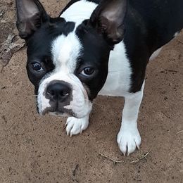 Boston Terrier All Grown Up from R and M Kennels