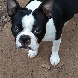 Boston Terrier All Grown Up from R and M Kennels