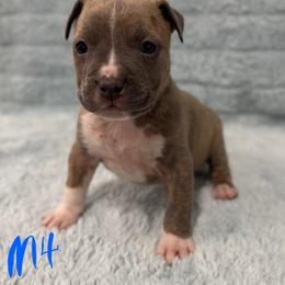 Boy 4 - Blue brindle male American Pit Bull Terrier puppy in Nine Mile Falls, Washington from Bartin Kennels