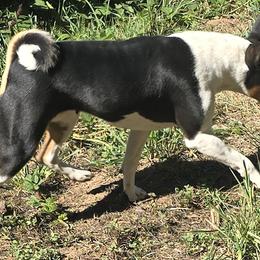 Nala - Basenji