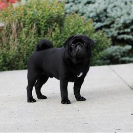 Hefner - Pug
