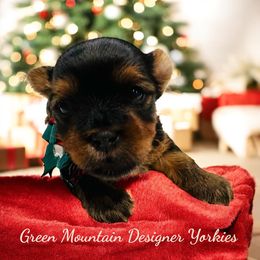 Blitzen - Black and tan male Yorkshire Terrier puppy in Newport Center, Vermont from Green Mountain Designer Yorkies
