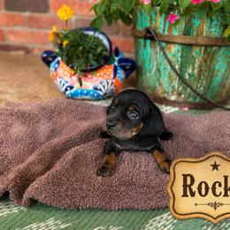 Dachshund Puppies from Rodeo Doxies