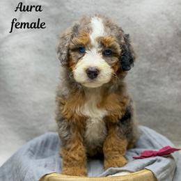 Aura - Merle female Bernedoodle puppy in Williamson, New York from Lakeside Doodles
