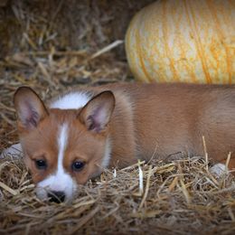 Pembroke Welsh Corgi Puppies from Dream Corgis