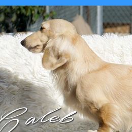 Caleb - Dachshund