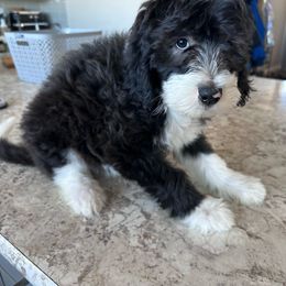 Fiona - Black and white female Sheepadoodle puppy in Colorado Springs, Colorado from Kings Doodles