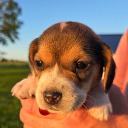 Betsy - Blue tan and white female Beagle puppy in Bethany, Missouri from Fox Creek Beagles