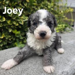 Joey - Blue merle male Bernedoodle puppy in Blackfoot, Idaho from Draper Mountain Doodles