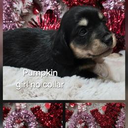 Pumpkin no collar female - Black and cream female Dachshund puppy in Ashford, Alabama from Precious Little Lap Babies